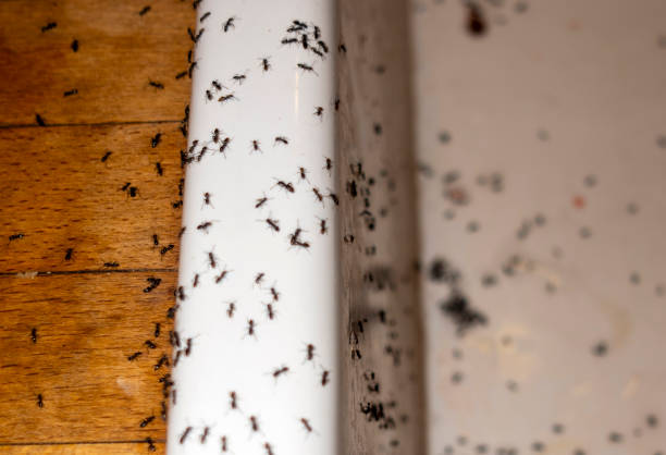 Best Pest Removal Services  in Preston, MN