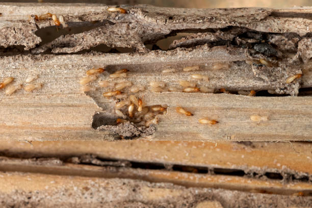 Best Emergency Pest Control  in Preston, MN